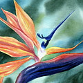 Bird of Paradise